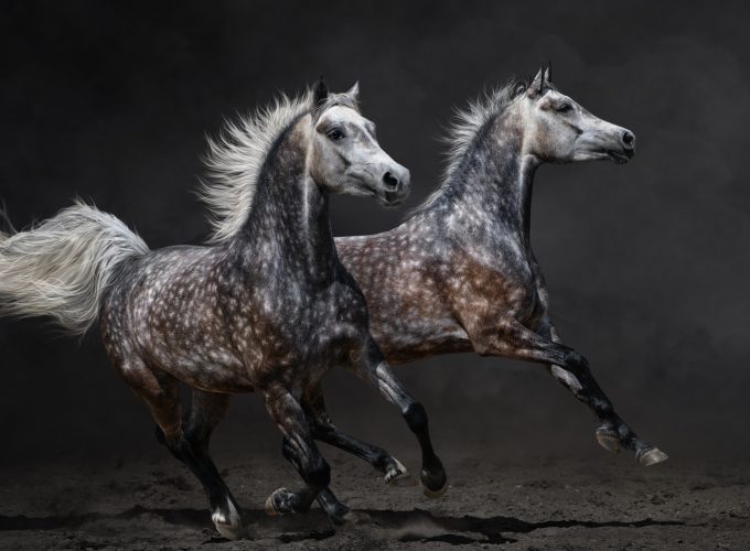 Wallpaper Horses, brown, gallop, Animals 4900518320